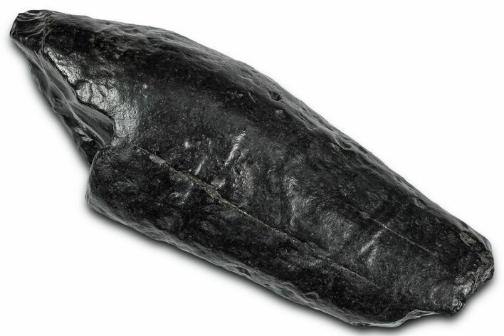 Fossil Sperm Whale (Scaldicetus) Tooth - South Carolina #332051